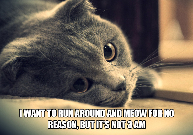 Just cat thoughts mistreated cat - I Want To Run Around And Meow For No Reason. But It'S Not 3 Am