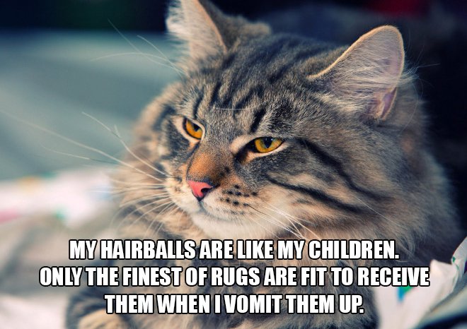 Just cat thoughts Cat - My Hairballs Are My Children. Only The Finest Of Rugs Are Fit To Receive Them When I Vomit Them Up.