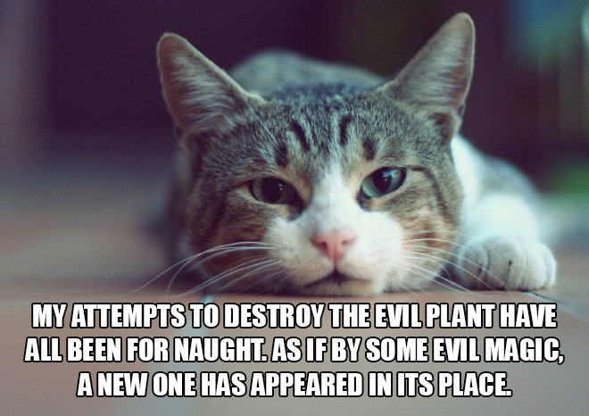 Just cat thoughts cats wallpapers hd - My Attempts To Destroy The Evil Plant Have All Been For Naught. As If By Some Evil Magic A New One Has Appeared In Its Place