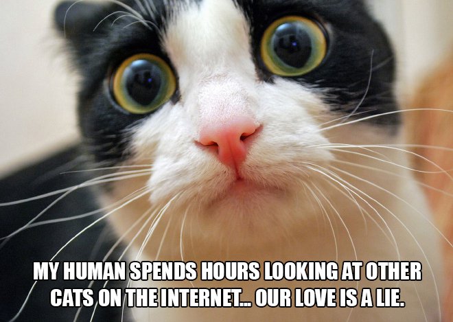 Just cat thoughts first world cat problems - My Human Spends Hours Looking At Other Cats On The Internet. Our Love Is A Lie.