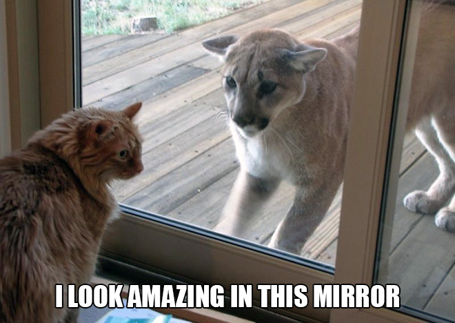 Just cat thoughts mountain lion - I Look Amazing In This Mirror