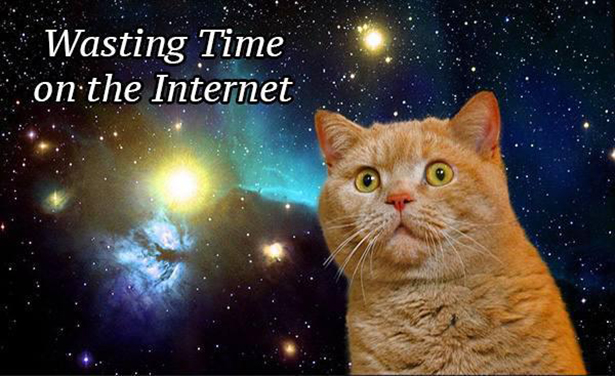 cat screensaver - Wasting Time on the Internet