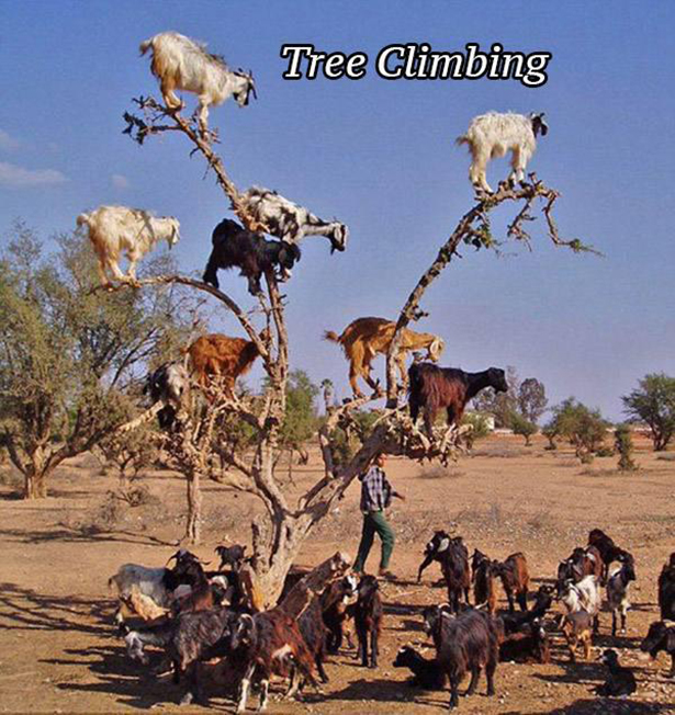 goats on a tree - Tree Climbing