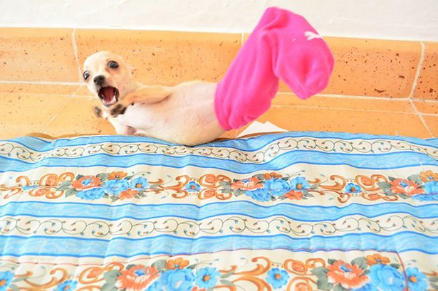 25 Animals That Totally Saw You Naked