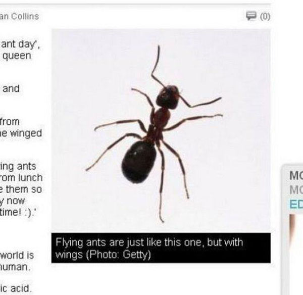 ant - an Collins ant day. queen and from de winged ing ants om lunch e them so now time! ' Mc Mo Flying ants are just this one, but with wings Photo Getty world is human ic acid
