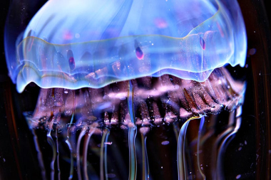 Cure a jellyfish sting - 
Instead of going through the clichéd “should I urinate on my friend’s leg” inner monologue the next time someone you know gets stung by a jellyfish, you can try pouting vodka on it. It is said to soothe these stings after some 10-20 minutes.