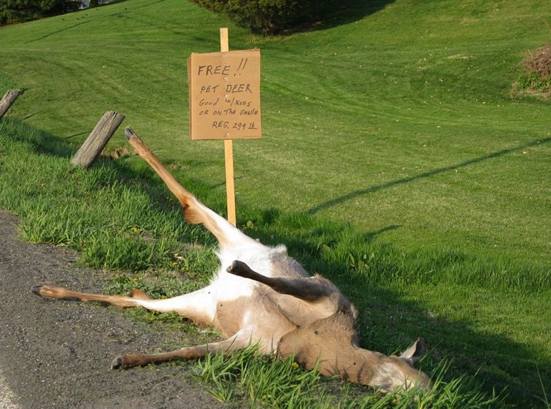 Free pet deer!!!