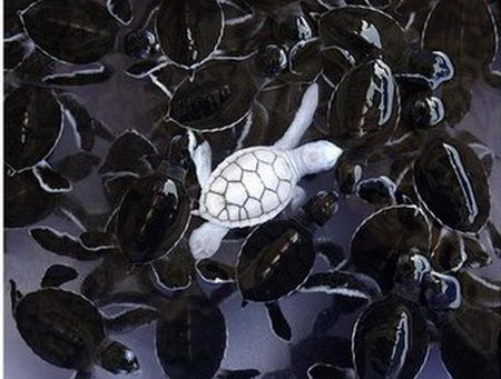 albino turtle