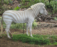 albino zebras