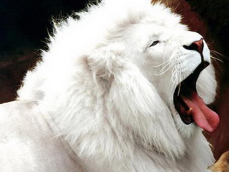 white lion roar