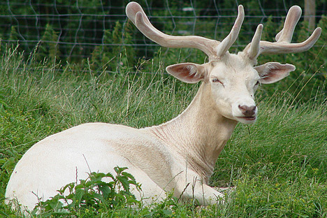 albino deer