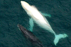 white whale migaloo
