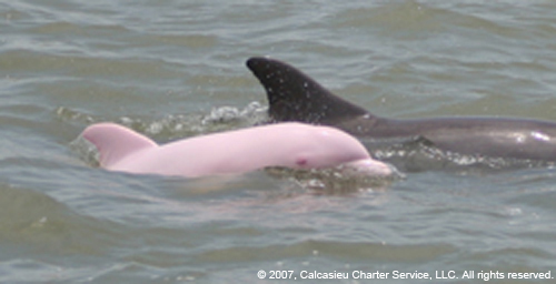pink dolphin real - 2007, Calcasieu Charter Service, Llc. All rights reserved.
