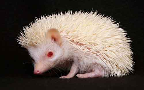 albino hedgehog