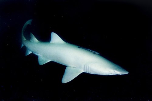 albino animals shark