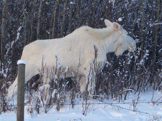 white moose snow