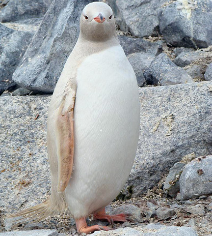 albino penguen