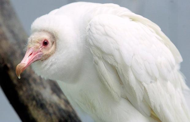albino vulture