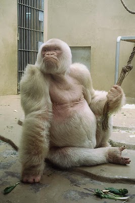albino gorilla