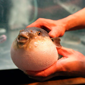 fugu fish death