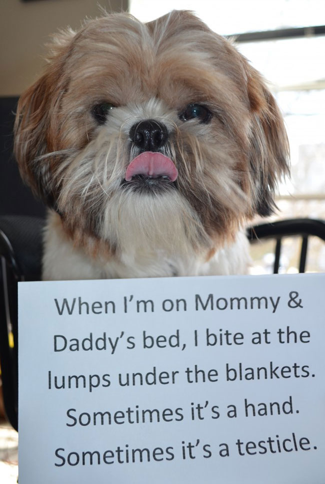 The 35 Naughtiest Dogs On The Planet