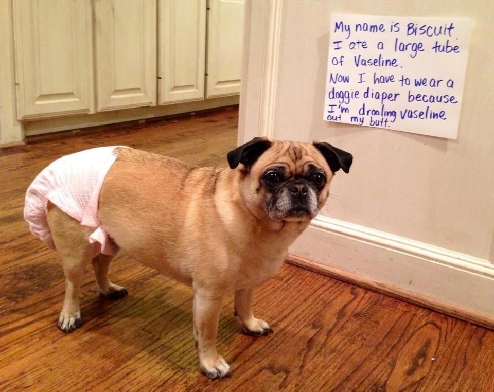 The 35 Naughtiest Dogs On The Planet