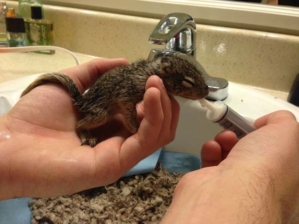 The tiny squirrel was so young, his eyes werent opened yet.