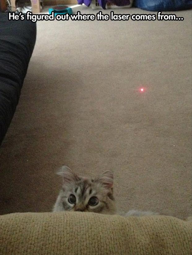 cat found source of laser meme - He's figured out where the laser comes from...