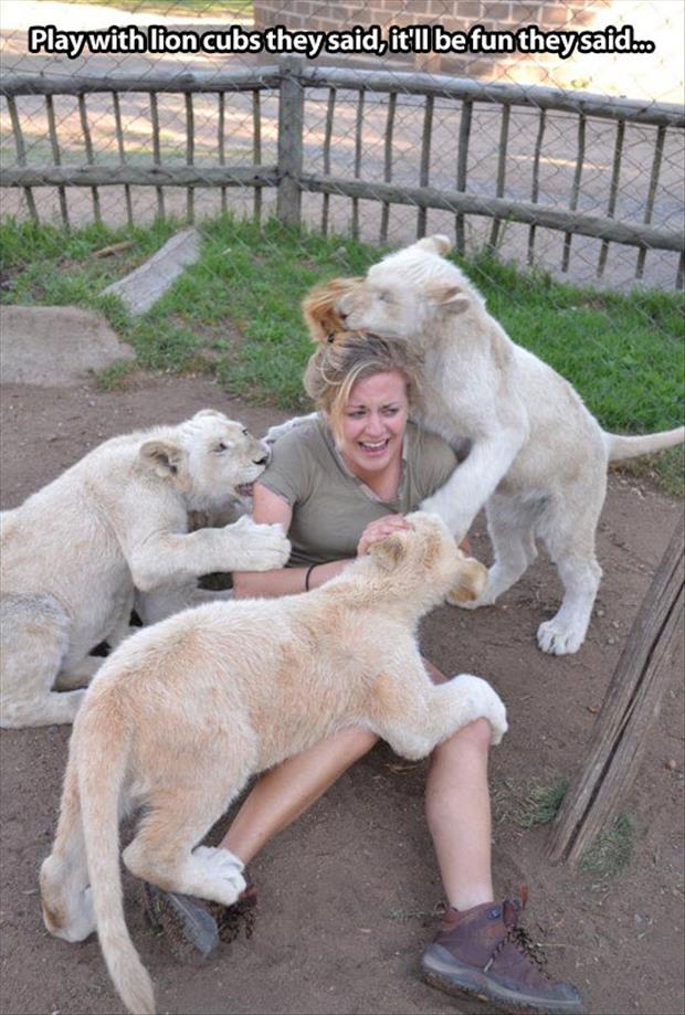 Lion - Play with lion cubs they said, it'll be fun they said.co