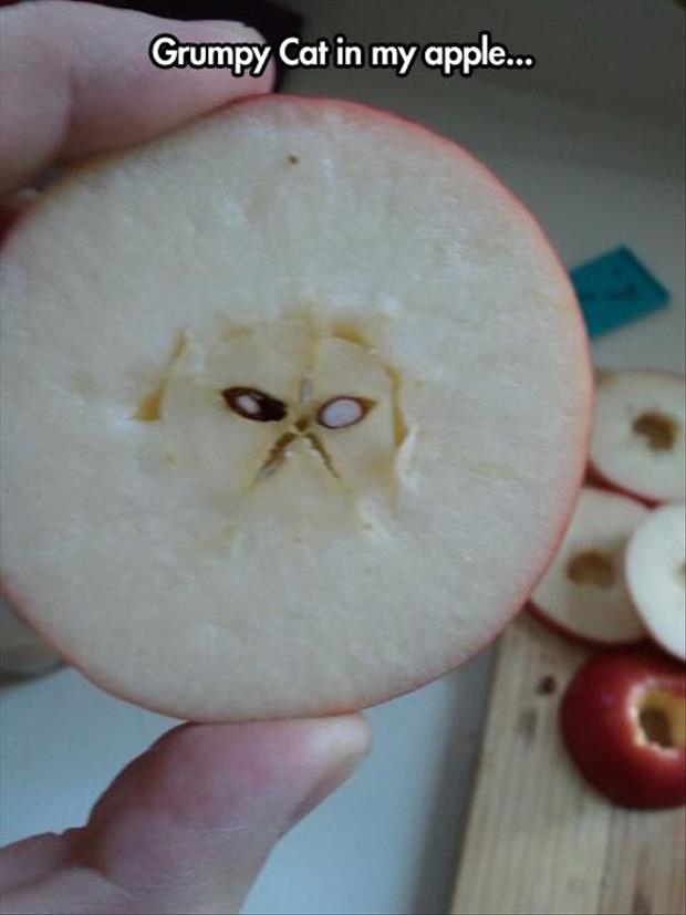 grumpy cat in an apple - Grumpy Cat in my apple...