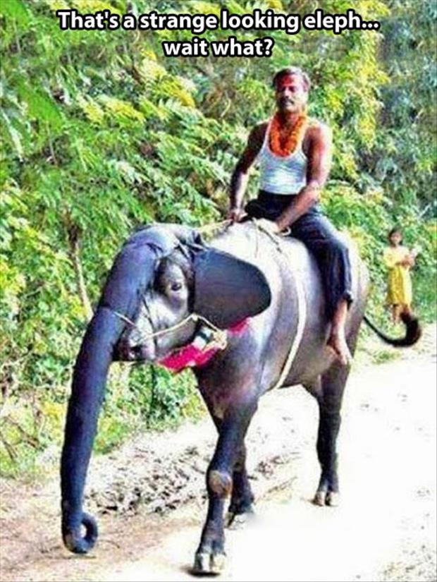 funny indian jugaad - That's a strange looking eleph... wait what?