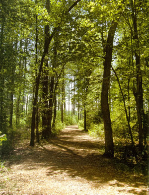 delaware forest