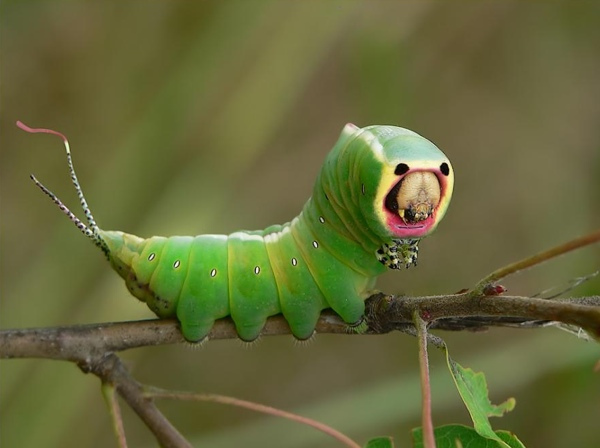crazy caterpillar