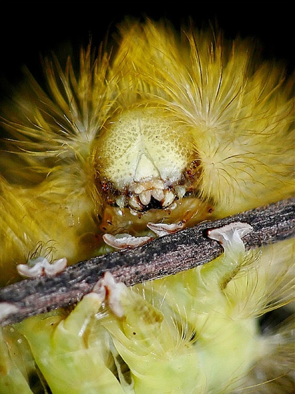 lymantrid moth