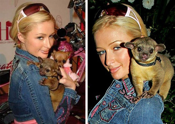 Paris Hilton and Pet Kinkajou, Baby Luv