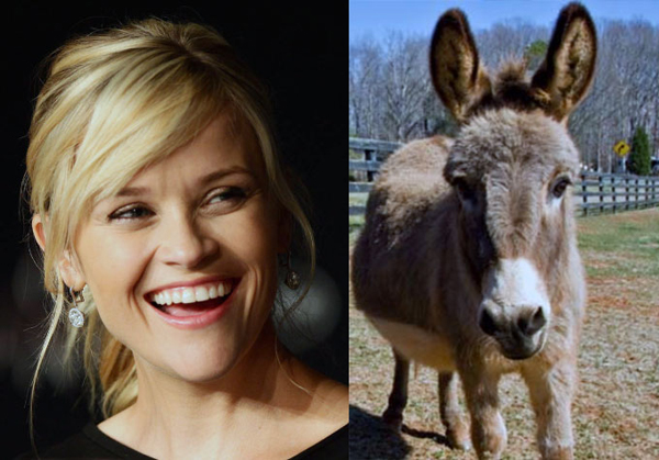 Reese Witherspoon and Pet Donkeys
