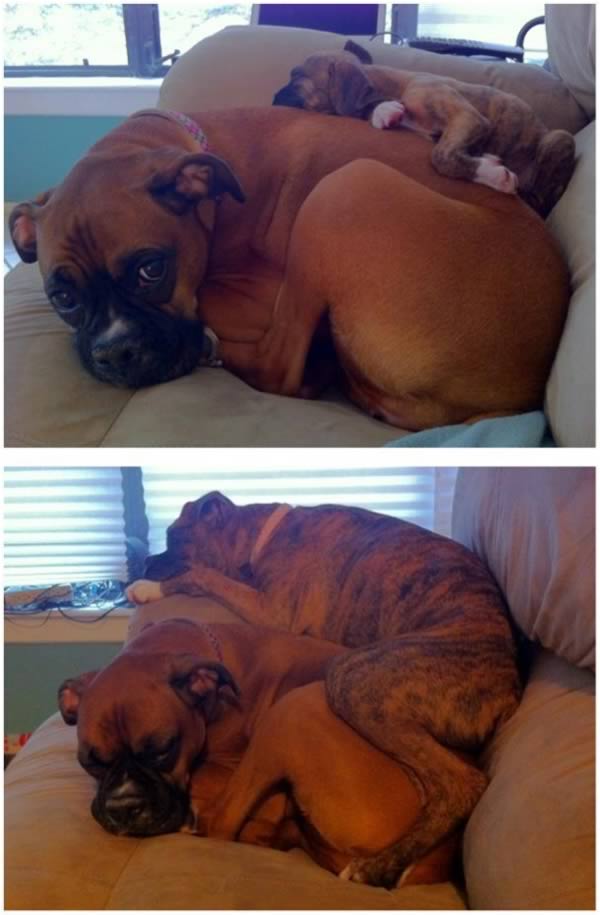 Boxer puppy laying on adult boxer. These pictures are 3 months apart.