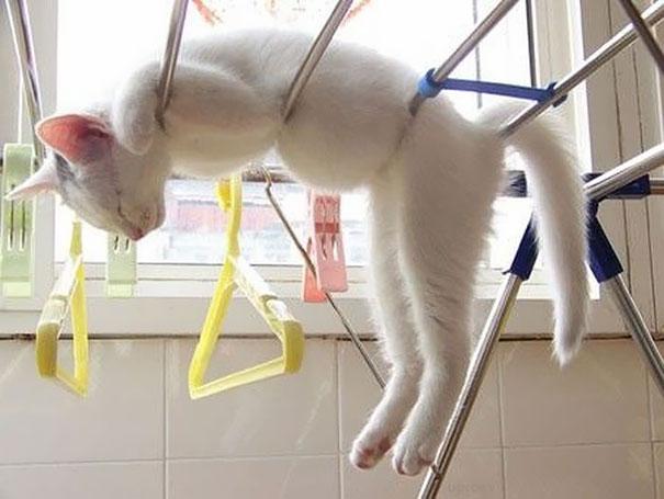 Cats Who Have Mastered The Art Of Sleeping