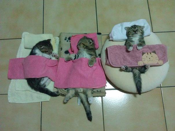 Cats Who Have Mastered The Art Of Sleeping