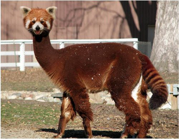 Weird Hybrid Animals That You Wish Existed