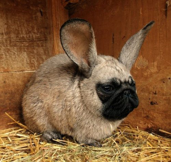 Weird Hybrid Animals That You Wish Existed