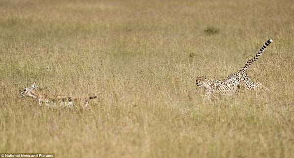 Not only are cheetahs extremely well camouflaged, but they are also the fastest land animals