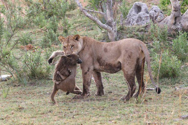 A brave baboon attempted to make a run for it. Unfortunately, a lioness caught it. As the baboon died, the photographers noticed a baby baboon slowly disengaging itself from its underside.