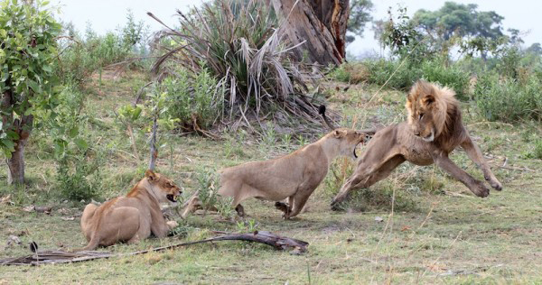 Young male lions approached, and the lioness rejected their advances, causing a scene.