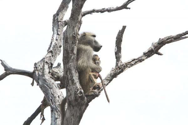 Thats when the baby baboons father dashed in. He was waiting in a nearby tree, hoping to rescue his baby.