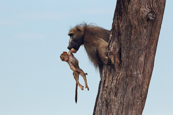 So he snatched the little baboon, twisting away from the lionesses and bringing the baby back to a tree.