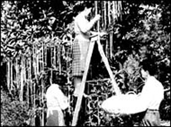 17. The Swiss Spaghetti Harvest: On April Fools day of 1957, a British News show called Panorama aired a segment about a successful harvest of spaghetti in southern Switzerland. They later released a broadcast announcing the spaghetti harvest piece was a joke
