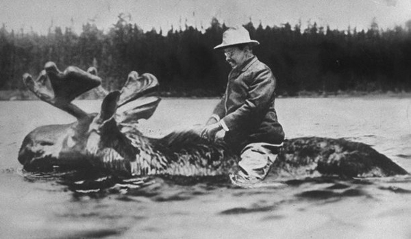 19. Theodore Roosevelt rides a moose: Theodore Roosevelt, although a tough man, never rode a moose like in the picture seen here. The image was created as an advertisement for an upcoming election to represent Teddy for being apart of the Bull Moose Party, since he had left the Republican party in 1912.