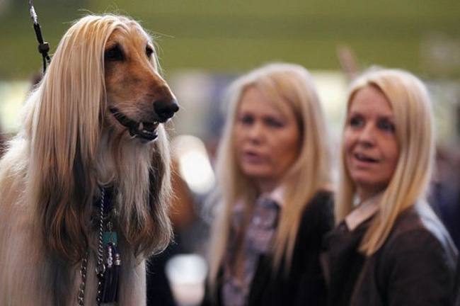 20 Dogs Who Look Like Their Owners