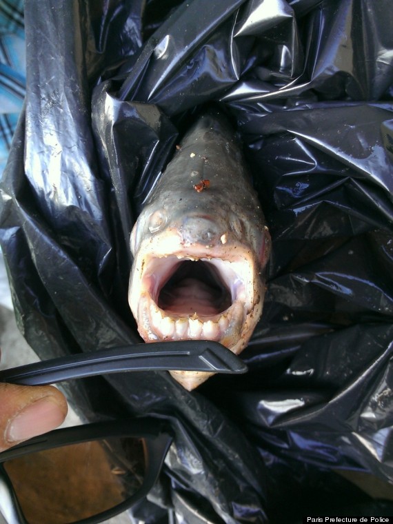The Fish With Human Teeth